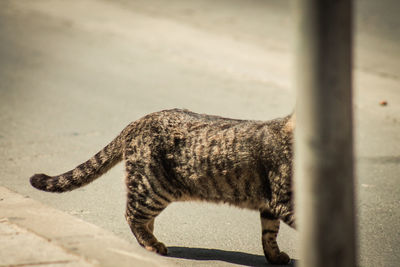 Close-up of cat in zoo