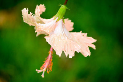 Close-up of raindrops on pink rose flower