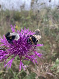 Honey bee pollinating on pink flower