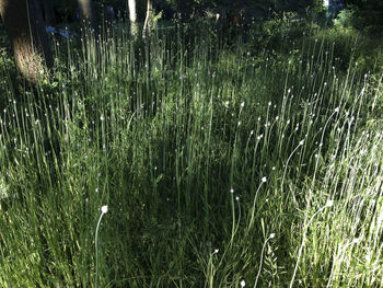 Grass growing on field