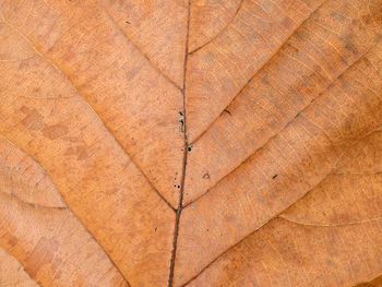 Full frame shot of orange leaf