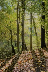 Close-up of trees in forest