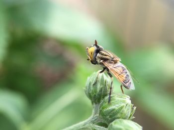 Close-up of insect on plant