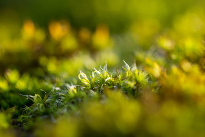 Close-up of plants growing on field