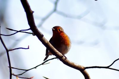 Low angle view of bird perching on branch