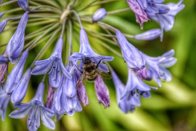 Close-up of honey bee on flower