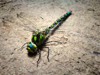 High angle view of insect on wood