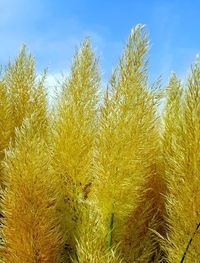 Low angle view of plants against sky