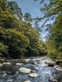 Stream flowing through rocks in forest