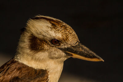 Close-up of a bird looking away