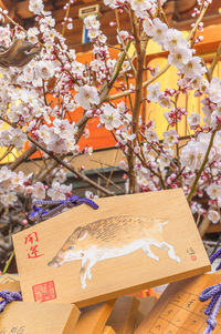 Close-up of cherry blossom tree