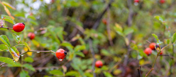 Close-up of red berries growing on plant