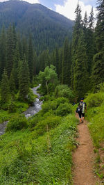 Rear view of people walking on road amidst trees