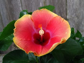 High angle close-up of hibiscus blooming at park