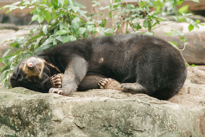 Monkey resting on rock in zoo