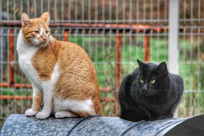 Cat sitting in a fence