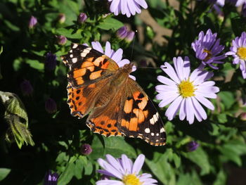 Butterfly on purple flower