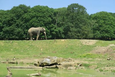 éléphant standing in a field