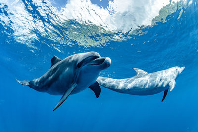 Swimming dolphins