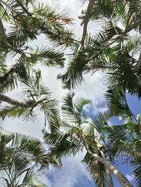 Low angle view of palm tree against sky