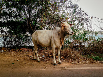 Bull standing on road against trees