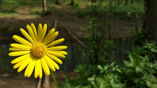 Close-up of yellow flower blooming in field