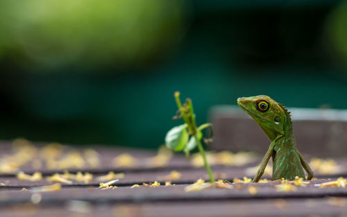 Close-up of chameleon on wood