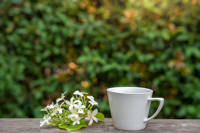 Holarrhena pubescens flower, useful tropical plants on wooden table.