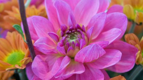 Close-up of pink flower