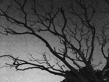 Bare trees against sky