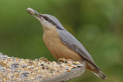 Close-up of bird perching on a plant