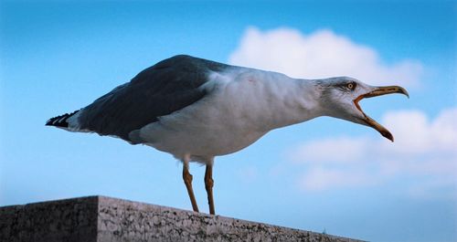 Low angle view of seagull against sky