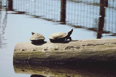 View of birds in lake