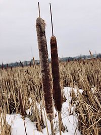 Close-up of dry plant on field against sky