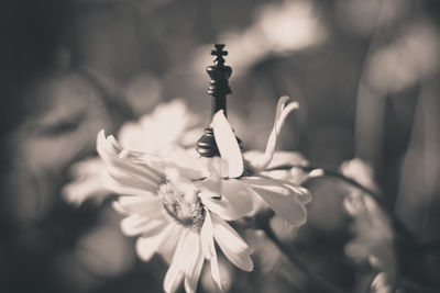 Close-up of flower against blurred background