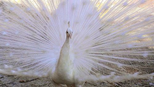 Close-up of peacock