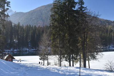 Trees on snow covered field against sky