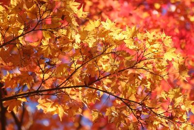 Full frame shot of tree during autumn