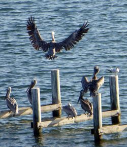 Heron flying over lake