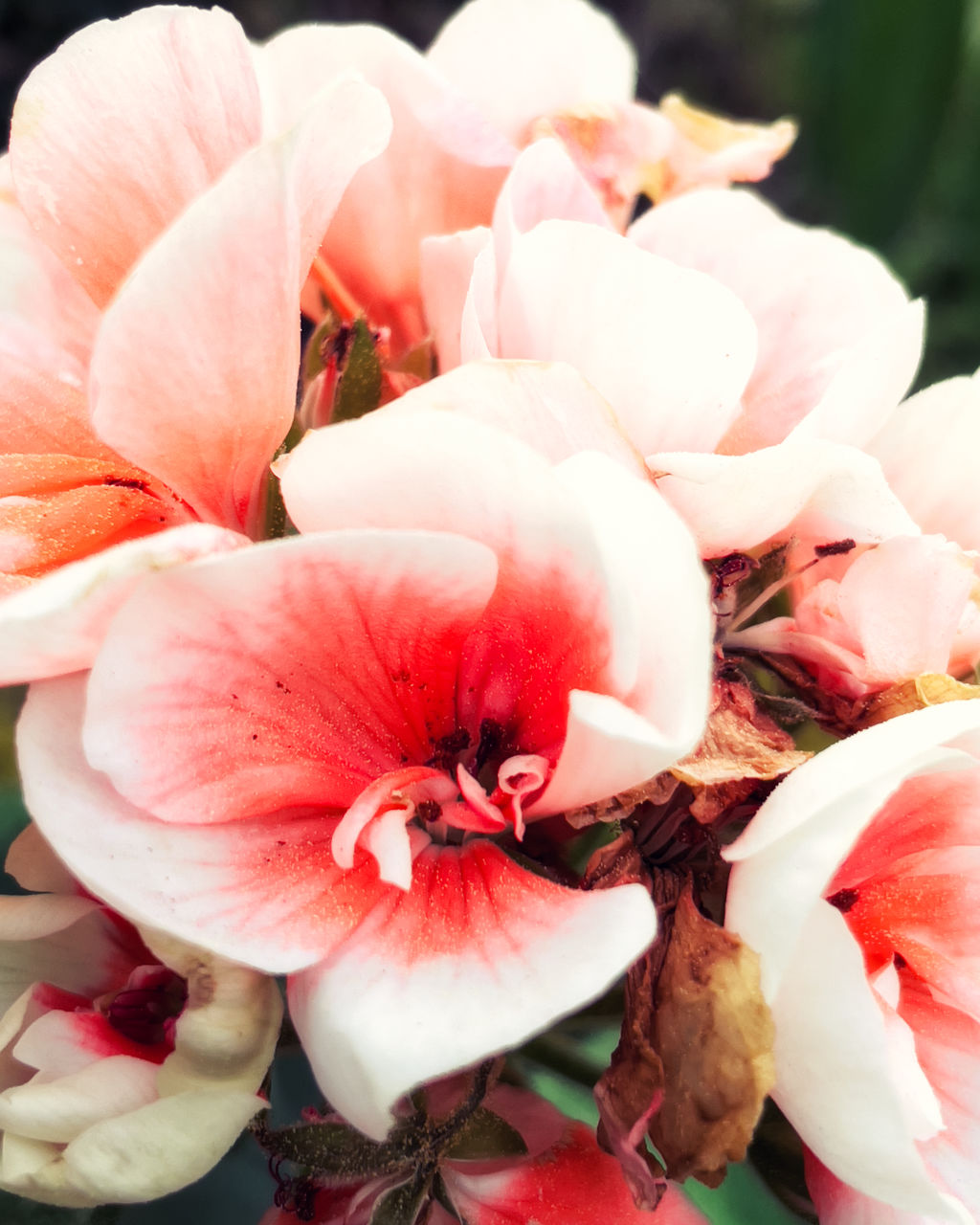 flower, plant, flowering plant, freshness, beauty in nature, pink, fragility, petal, close-up, flower head, inflorescence, blossom, nature, no people, growth, focus on foreground, outdoors, red, springtime, pollen