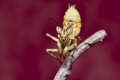 Close-up of insect on wall