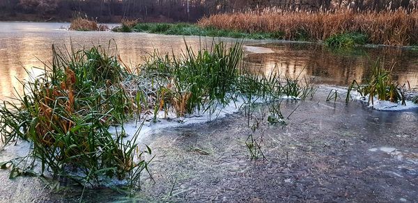 Scenic view of lake in forest