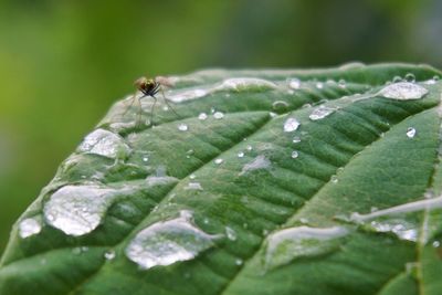 Close-up of insect on leaf