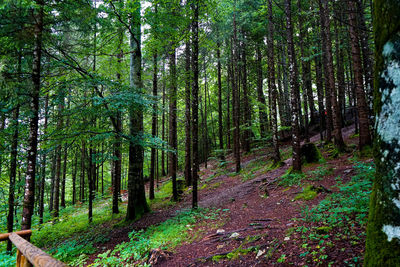 Trees in forest