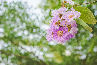 Close-up of pink cherry blossoms