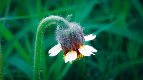 Close-up of white flower