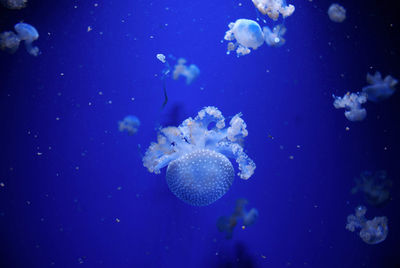 Close-up of jellyfish in sea