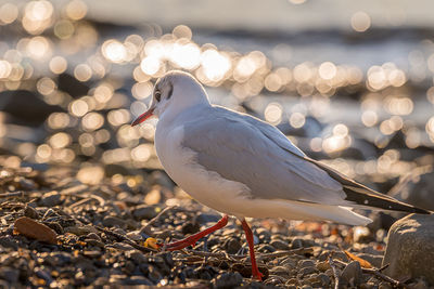 Close-up of seagull perching on land