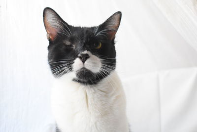 Close-up portrait of a cat