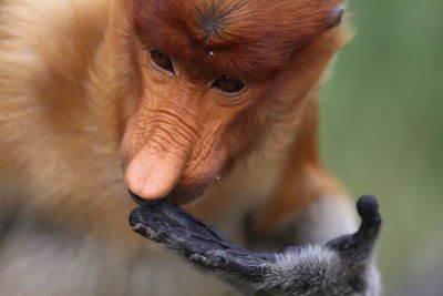 Close-up of proboscis monkey